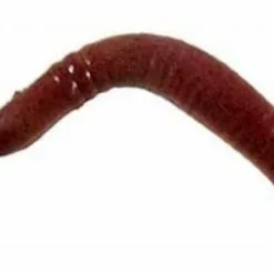 Berkley Gulp Alive Trout Worms Jars