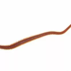 Berkley Gulp Sandworms Soft Plastics