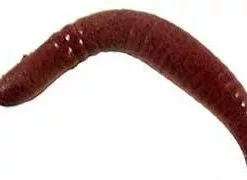 Berkley Gulp Alive Pinched Crawler Infused