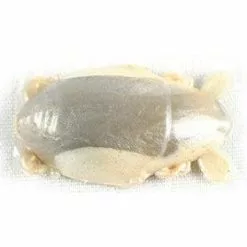 Saltwater Berkley Gulp Sand Crab Flea 1"